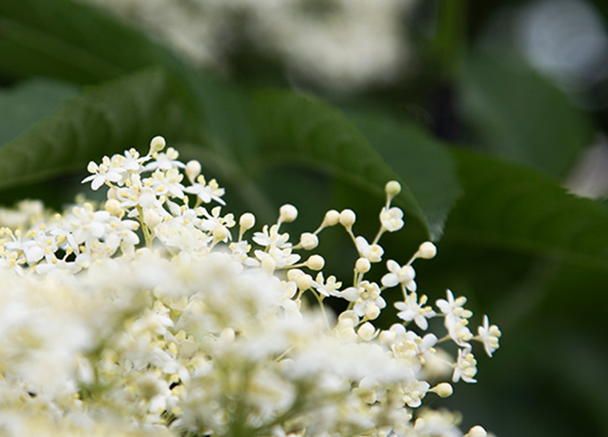 Elderflower